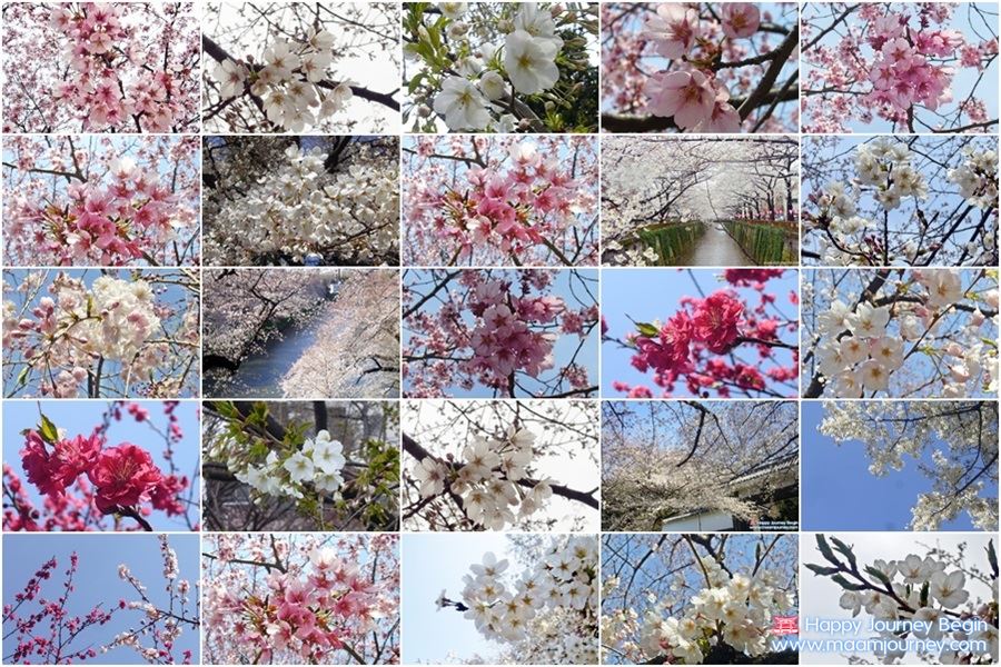 Cherry Blossom_Sakura Japan