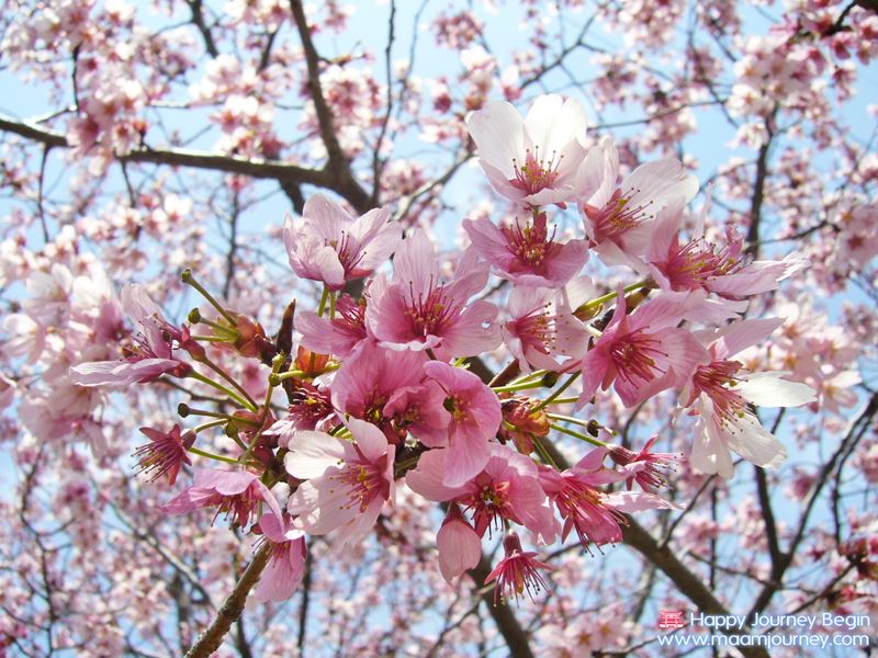 Sakura_Cherry Blossom_1