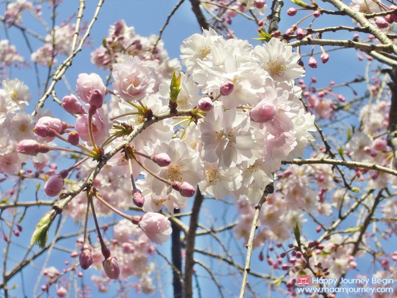 Sakura_Cherry Blossom_3