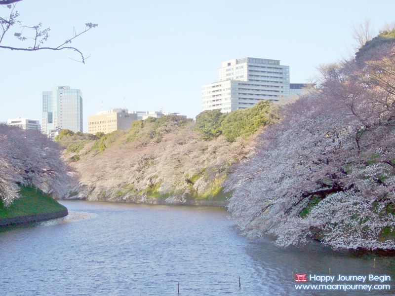 Sakura_Chidorigafuchi_1