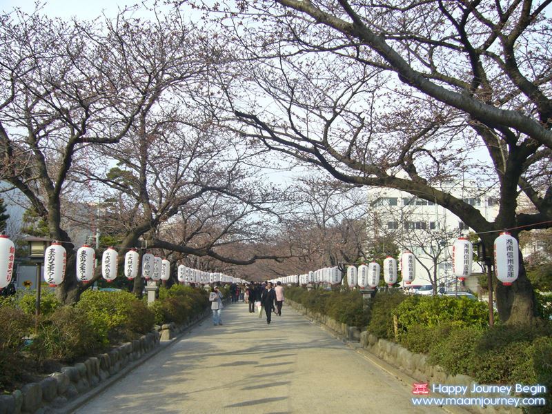 Sakura_Kamakura_2