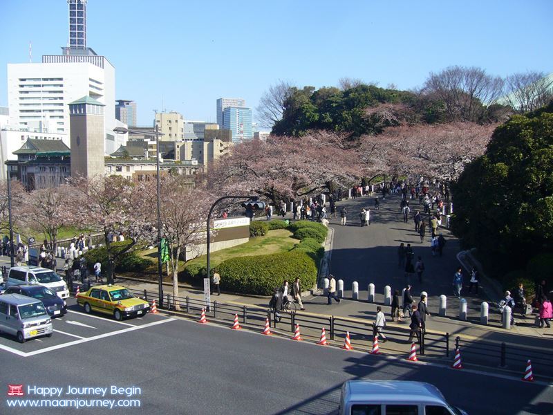 Sakura_Kitanomaru Park