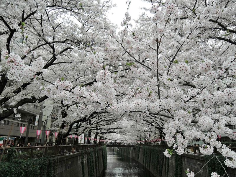 Sakura_Meguro_Tripadvisor