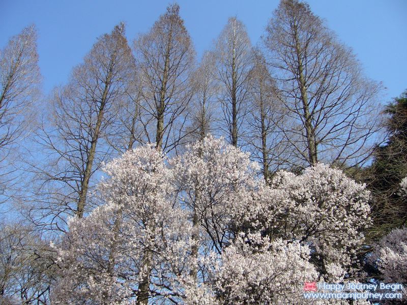 Sakura_Shinjuku Goen_3