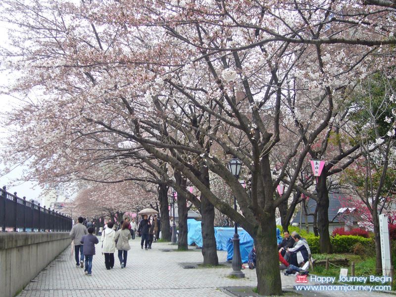 Sakura_Sumida Park