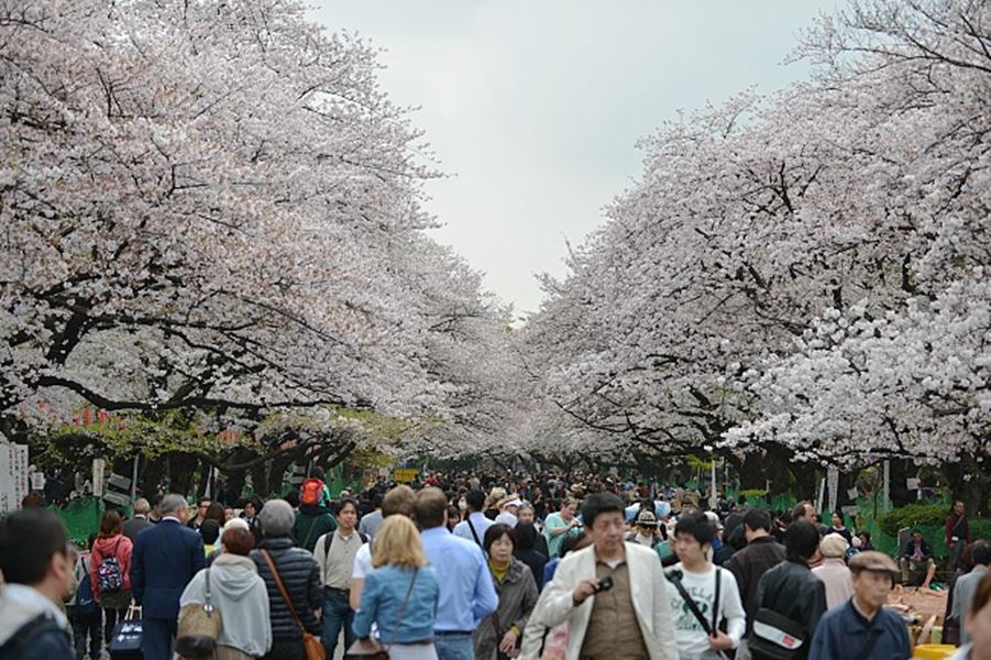 Sakura_Ueno Park_Japan Guide