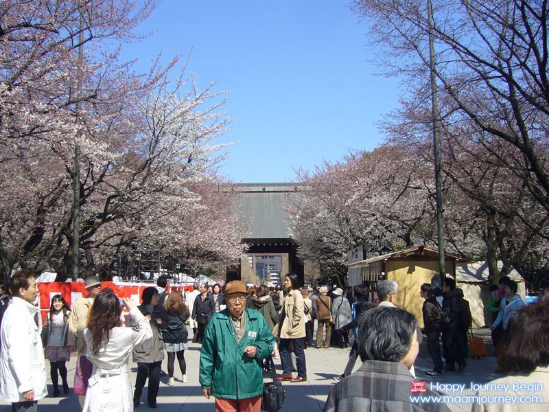 Sakura_Yasukuni Shrine_1