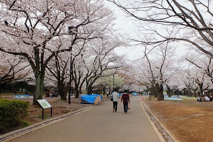 Sakura_Yoyogi Park