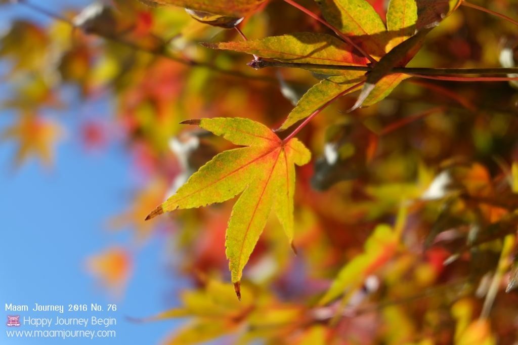 Autumn-Color-Leaf_1