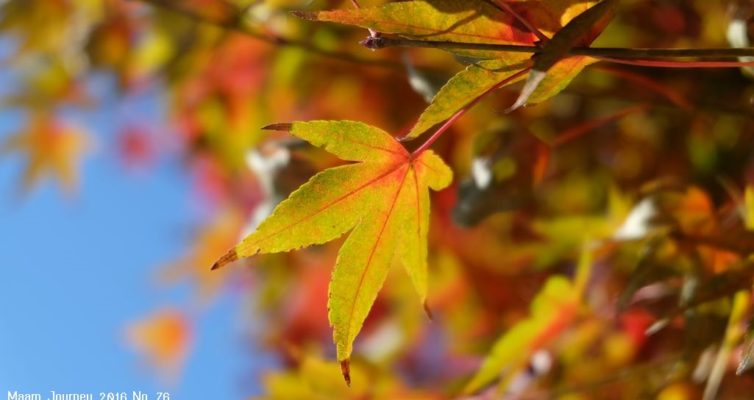 Autumn-Color-Leaf_1