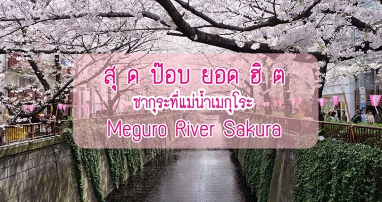 Cherry Blossom_meguro