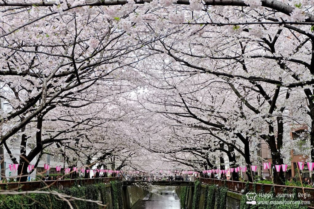 Cherry Blossom_meguro_1