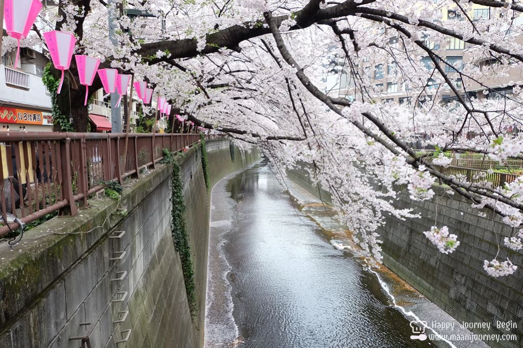 Cherry Blossom_meguro_3