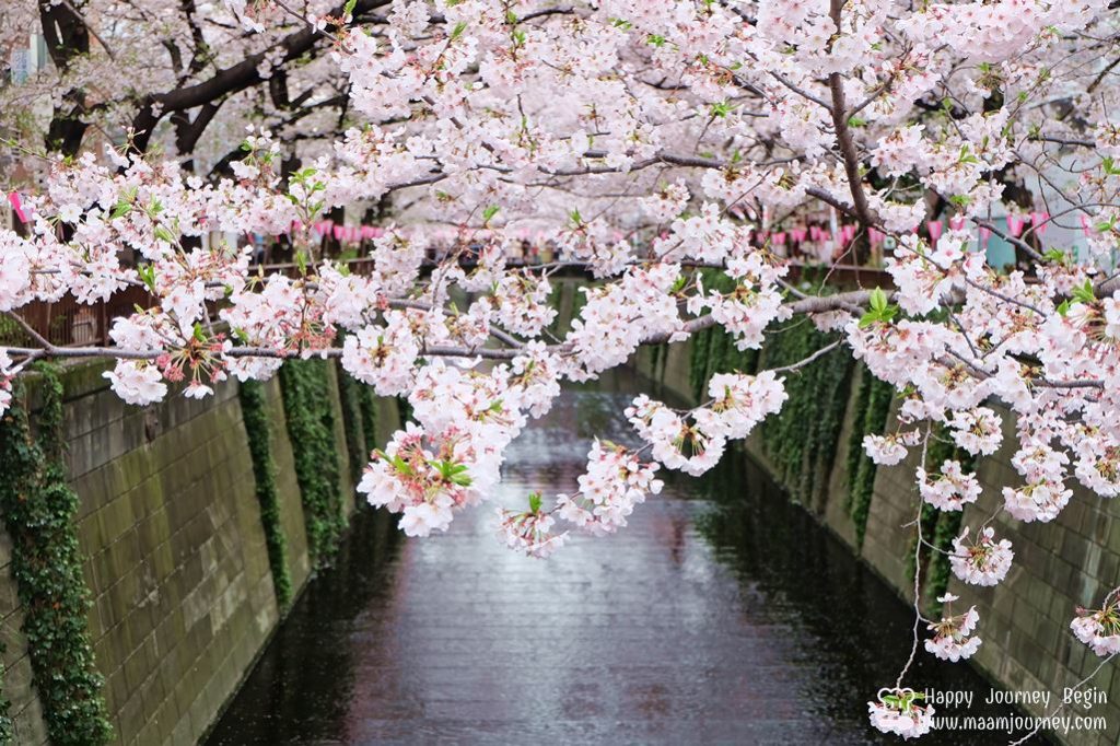 Cherry Blossom_meguro_4