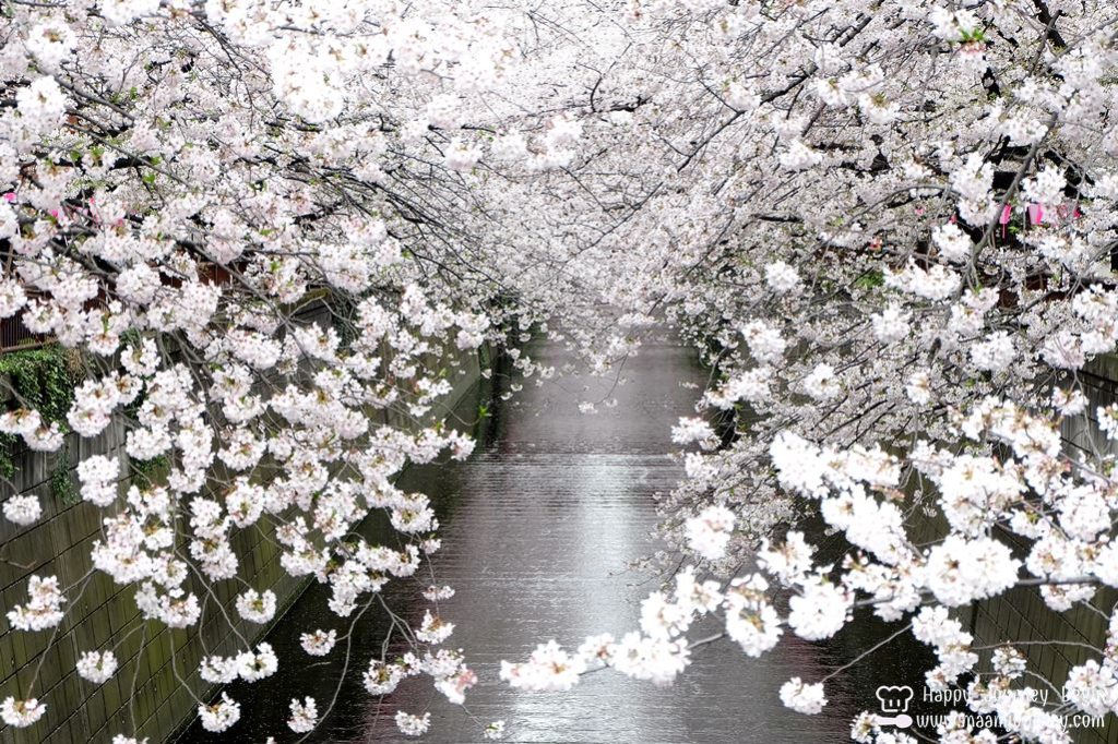 Cherry Blossom_meguro_5