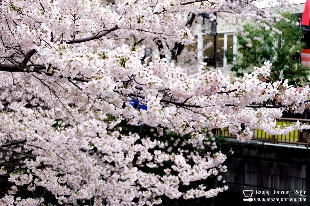 Cherry Blossom_meguro_6