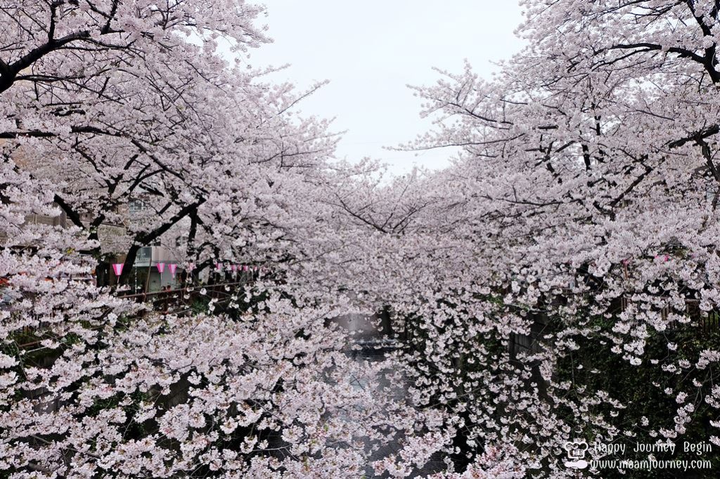 Cherry Blossom_meguro_7