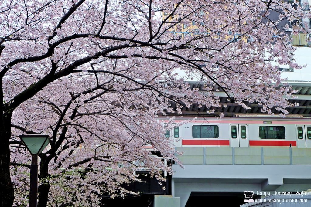 Cherry Blossom_meguro_9