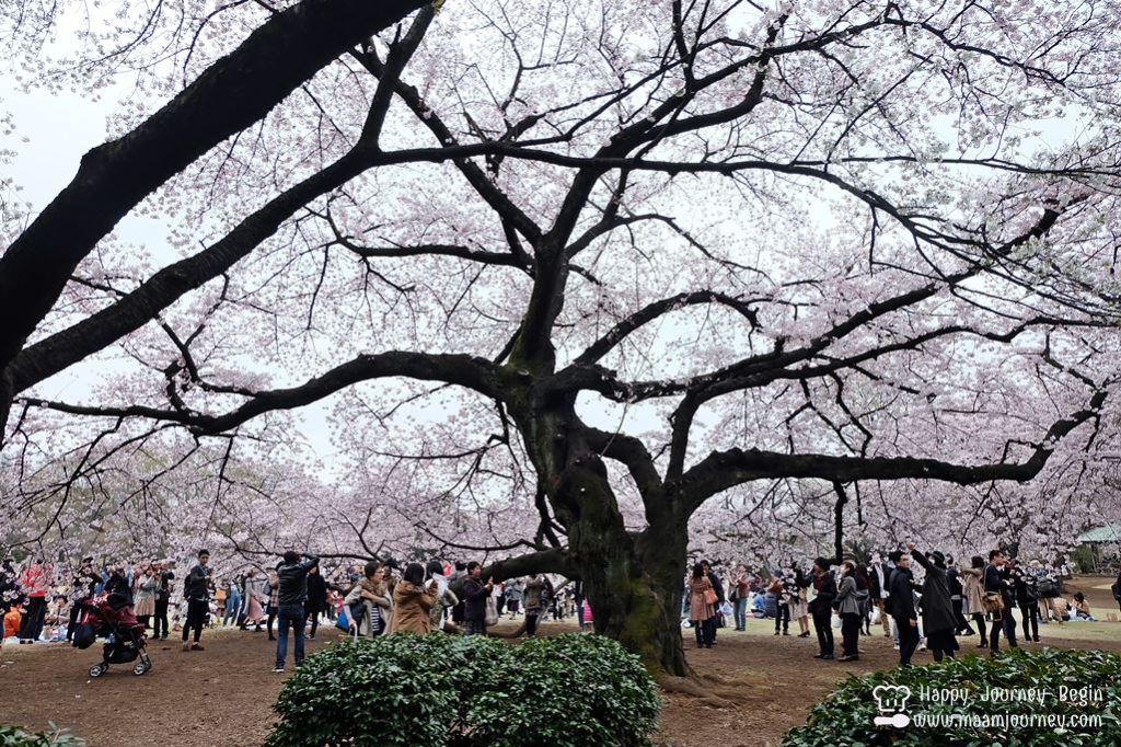 Shinjuku Gyoen National Park_11