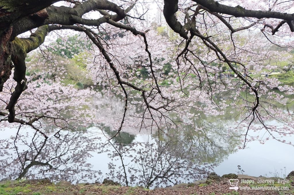 Shinjuku Gyoen National Park_3