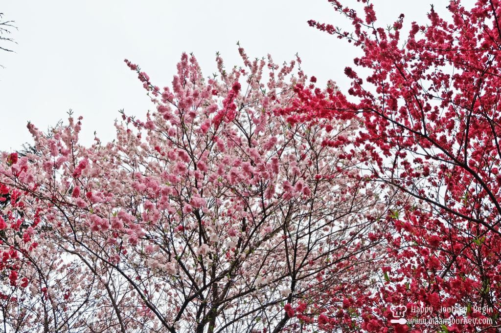 Shinjuku Gyoen National Park_7