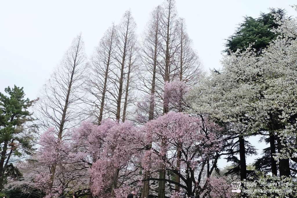 Shinjuku Gyoen National Park_8