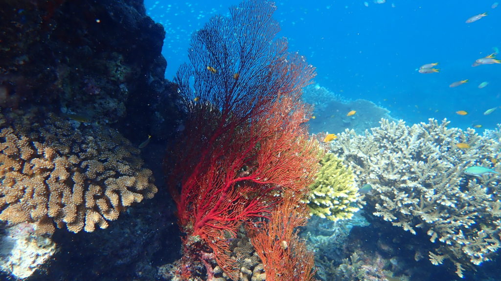 ปะการังสีสวยเชียว