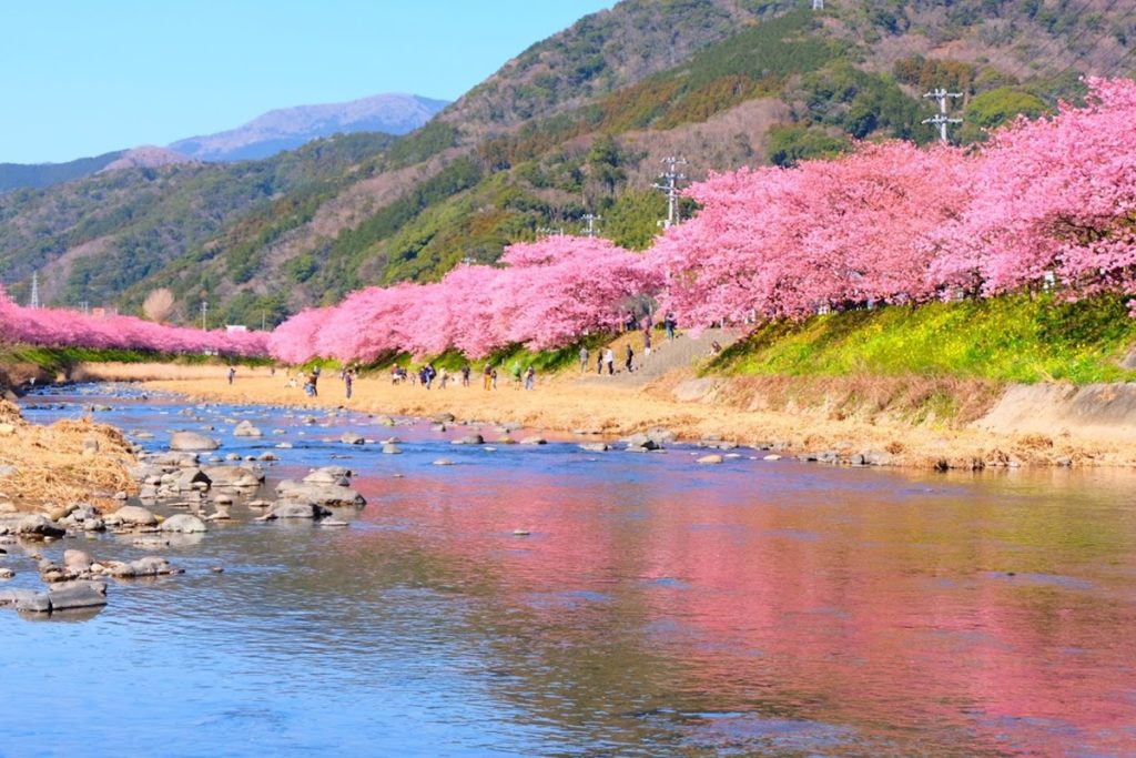 Kawazu Zakura Festival