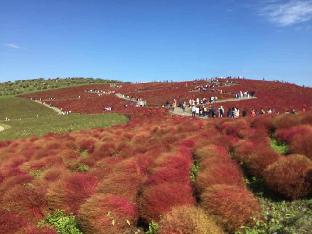 Hitachi Sea Side Park