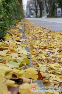 DSCF8002